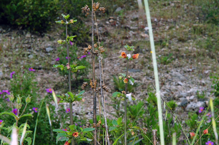 Scrophularia trifoliata / Scrofularia di Sardegna